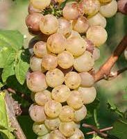 Auxerrois