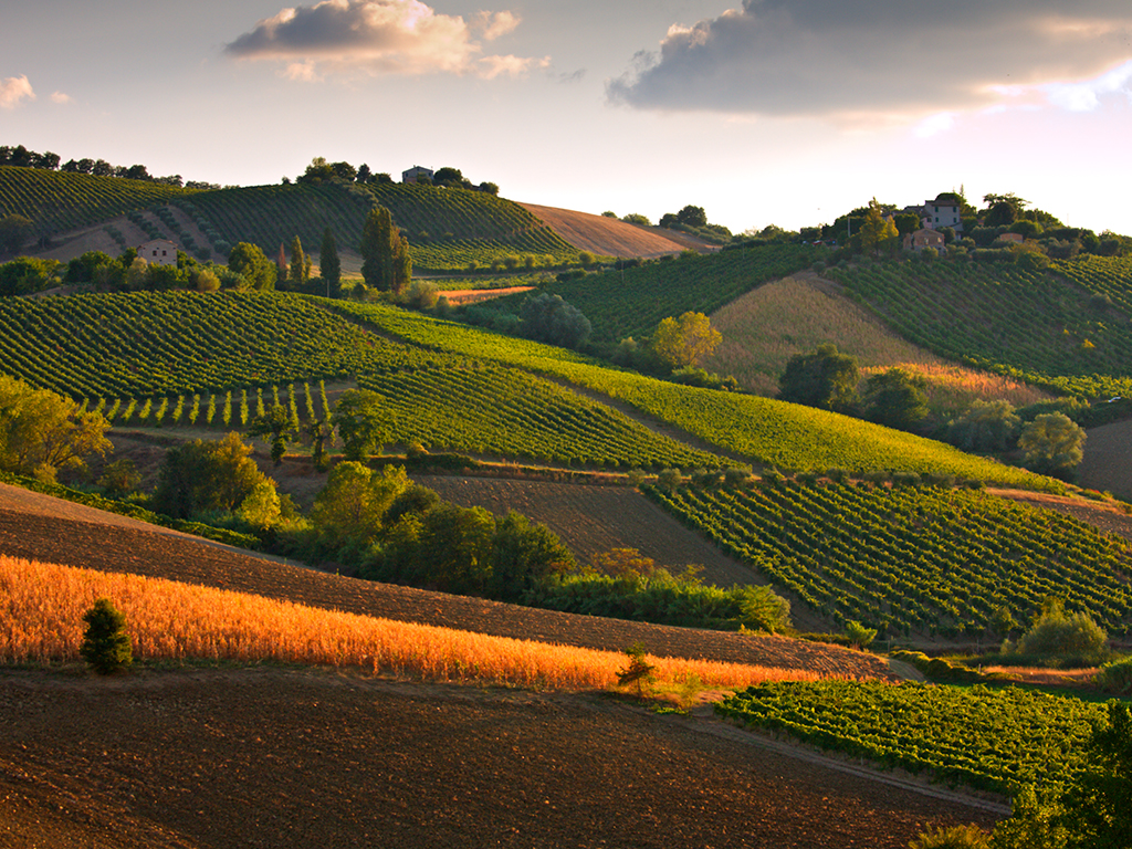 VERDICCHIO